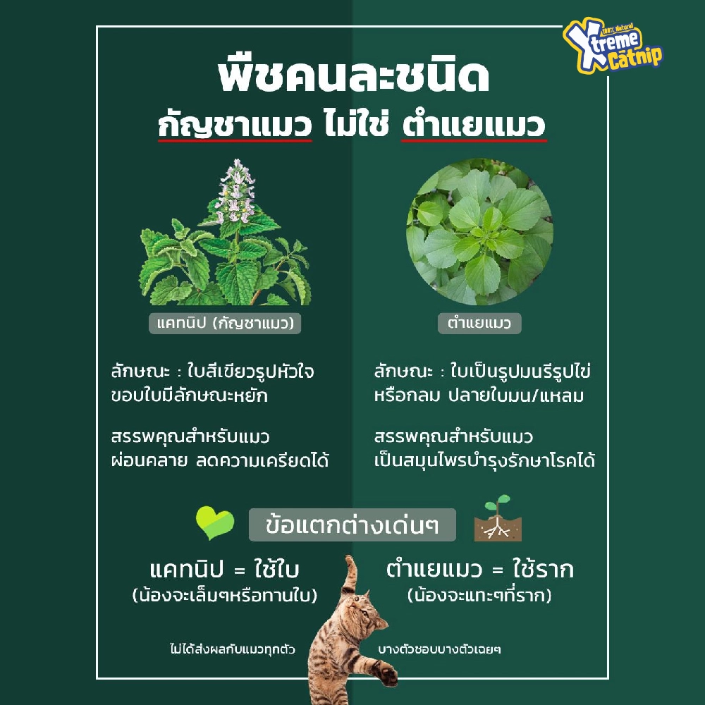 Xtreme Catnip แบบสเปรย์ 4 oz.
