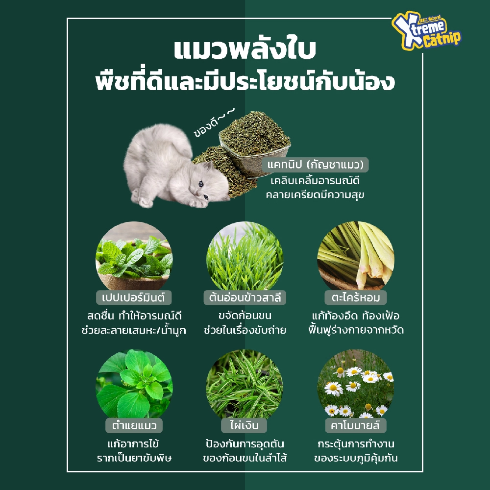 Xtreme Catnip แบบสเปรย์ 4 oz.
